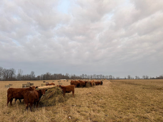 How we Winter 💯 Grassfed Cattle - Rebel Pastures