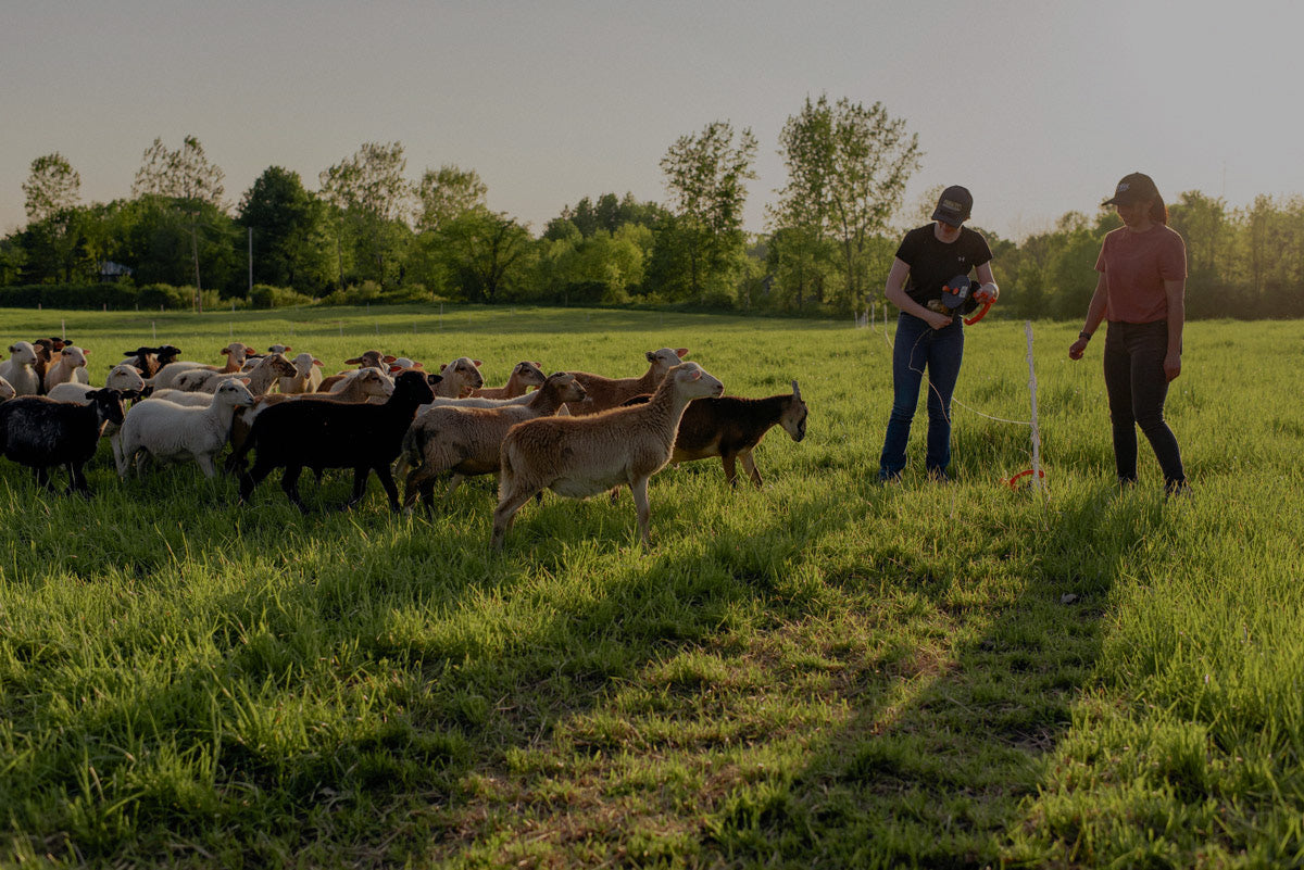 Two people herding sheep in a grassy field with trees in the background