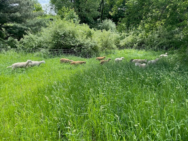 Pasture Raised Sheep in West Michigan