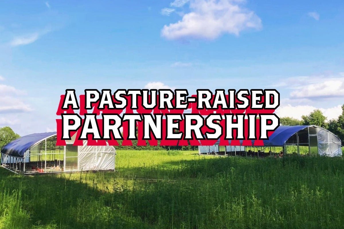 A Pasture-Raised Chicken Partnership: Rebel Pastures and Joe's Farm - Rebel Pastures