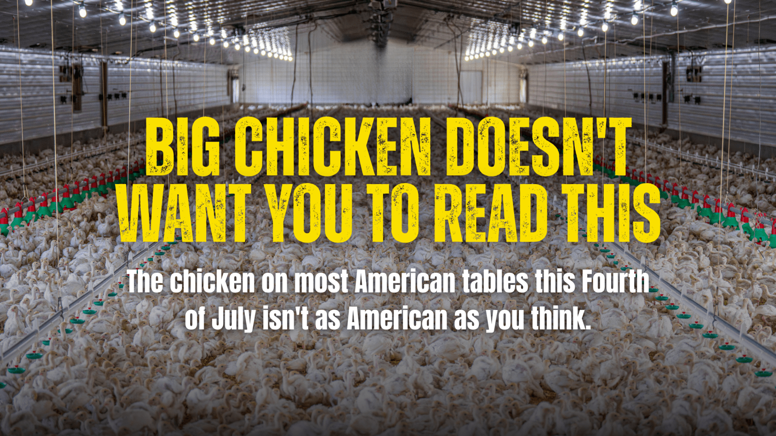 Big Chicken Doesn't Want You to Read This - Rebel Pastures