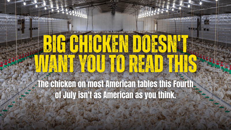 Big Chicken Doesn't Want You to Read This - Rebel Pastures