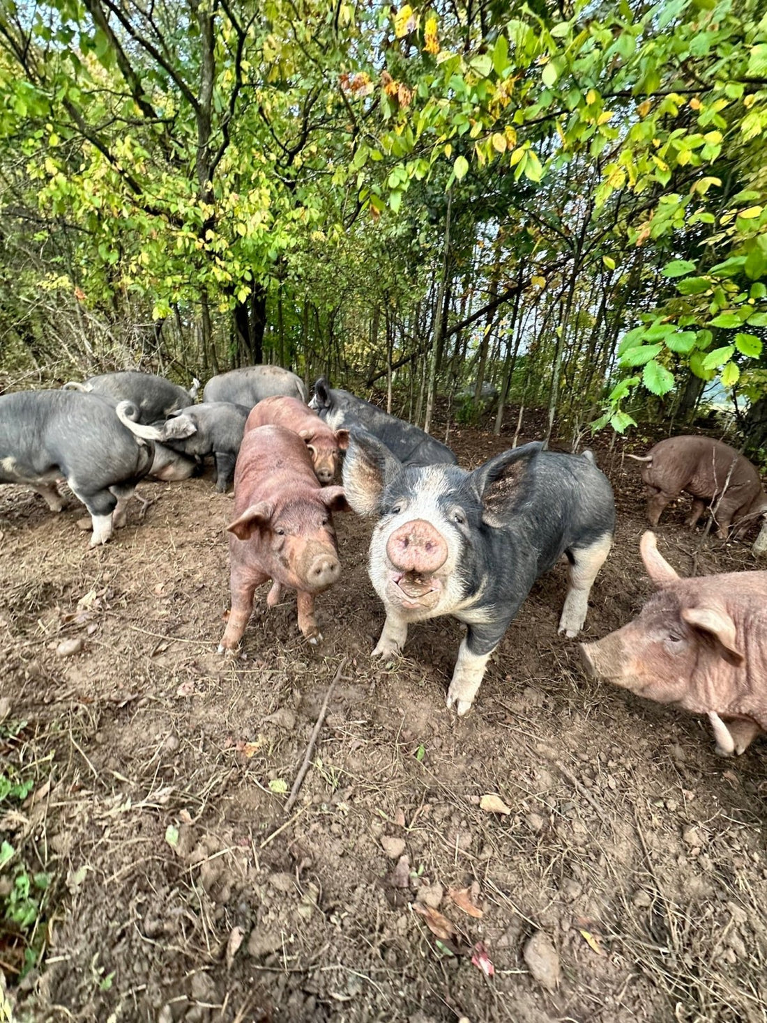 Do Pigs like it Dirty? 🐖😉 Dispelling Myths about Raising Pigs Outside - Rebel Pastures