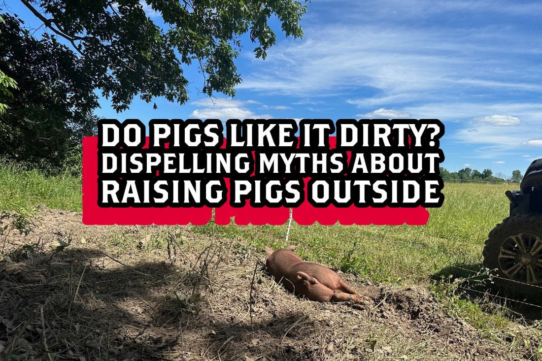 Do Pigs like it Dirty? 🐖😉 Dispelling Myths about Raising Pigs Outside - Rebel Pastures