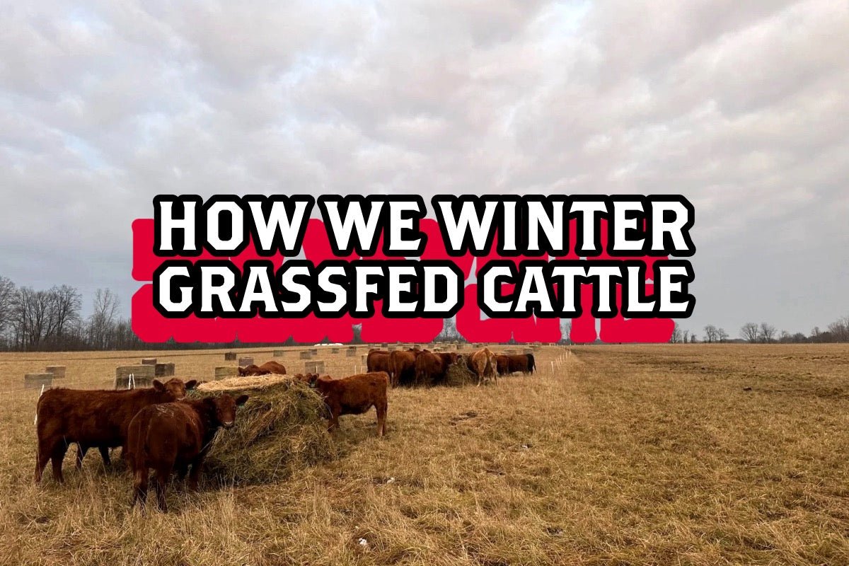 How We Winter 💯 Grassfed Cattle - Rebel Pastures