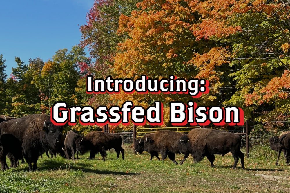 Introducing Grassfed Bison—And the Unexpected Story Behind It - Rebel Pastures