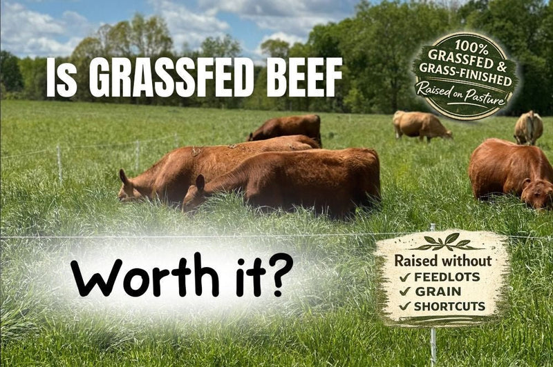 Is Grassfed Beef Worth It? The Truth About Nutrition, Cost, and How It’s Raised - Rebel Pastures