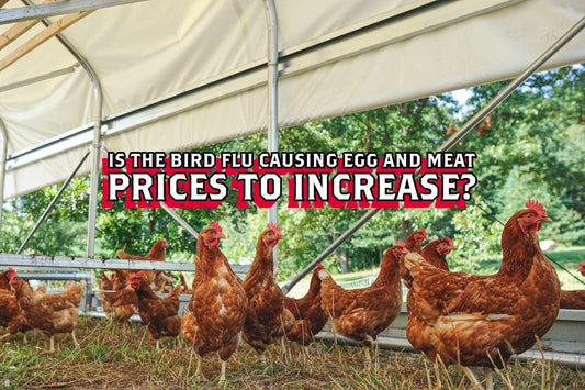 Is the Bird Flu 🤧 Causing Egg and Meat Prices to Increase? - Rebel Pastures