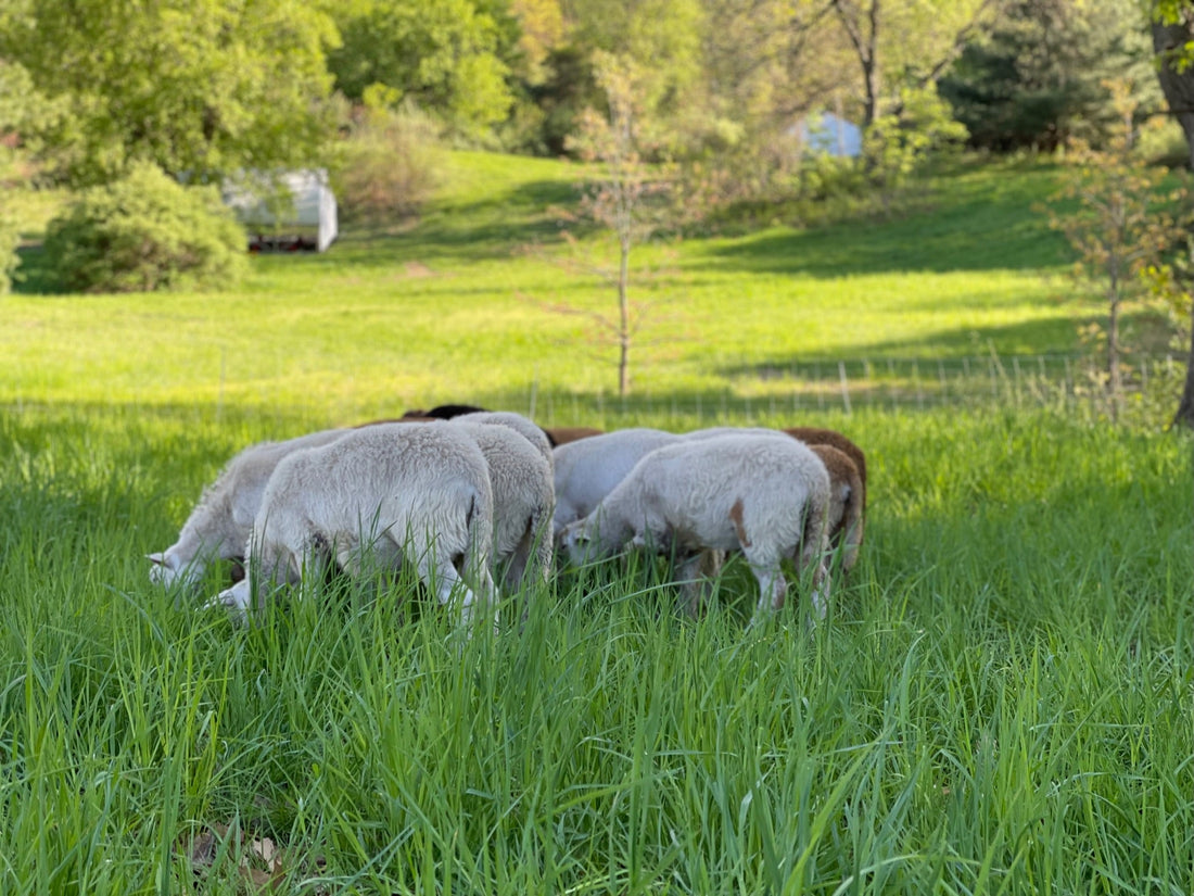 Lamb's the Word 🐑 (Grassfed, Rotationally Grazed Lamb, that is) - Rebel Pastures