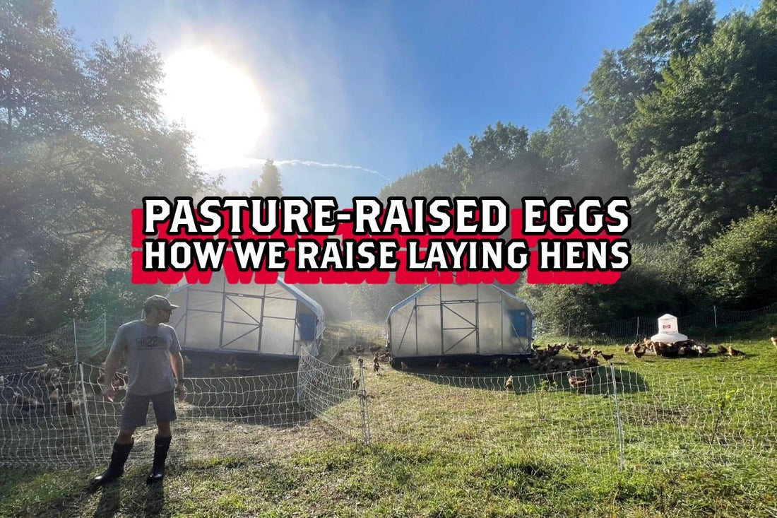 Pasture-Raised Eggs - How We Raise Laying Hens - Rebel Pastures