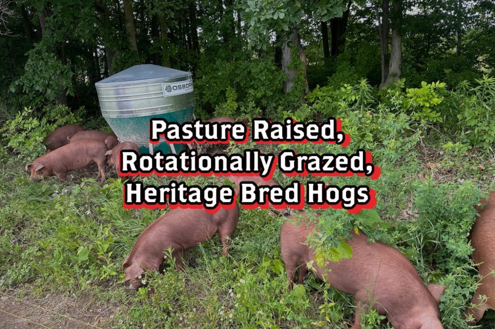 Pasture Raised, Rotationally Grazed, Heritage Breed Hogs - Rebel Pastures