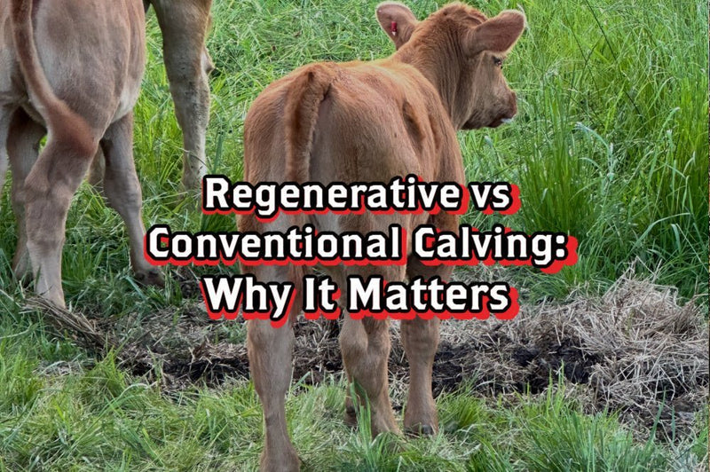 Regenerative vs Conventional Calving: Why It Matters - Rebel Pastures