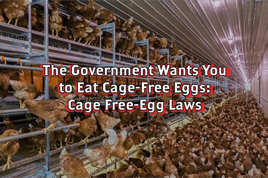 The Government Wants You to Eat Cage Free Eggs: Cage Free Egg Laws - Rebel Pastures