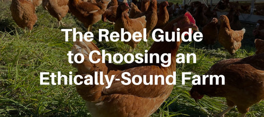 The Rebel Guide to Choosing an Ethically-Sound Farm - Rebel Pastures