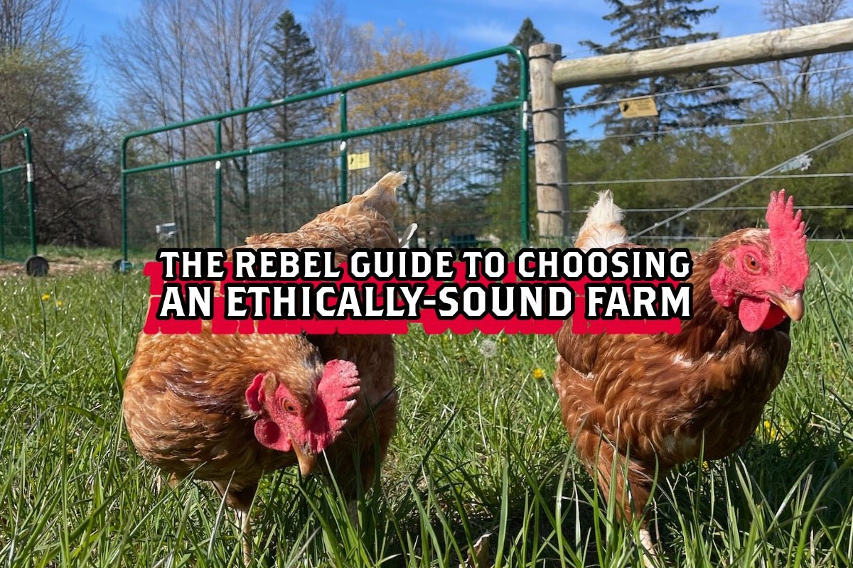 The Rebel Guide to Choosing an Ethically-Sound Farm – Rebel Pastures