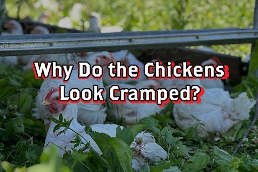 Why Do the Chickens Look Cramped? - Rebel Pastures