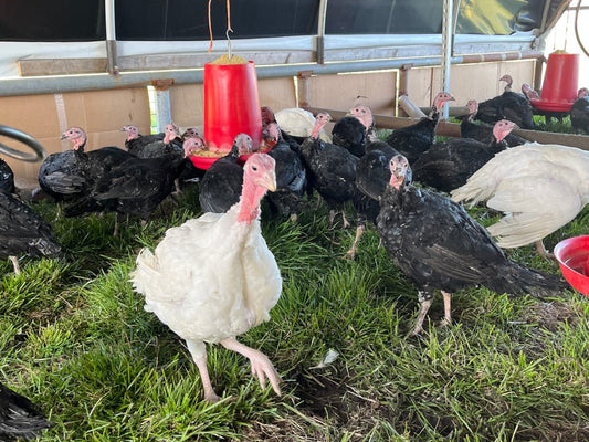Why is Rebel Pasture Raised Turkey Better than Conventional Turkey? - Rebel Pastures