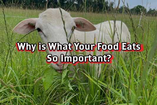 Why is What Your Food Eats So Important? - Rebel Pastures