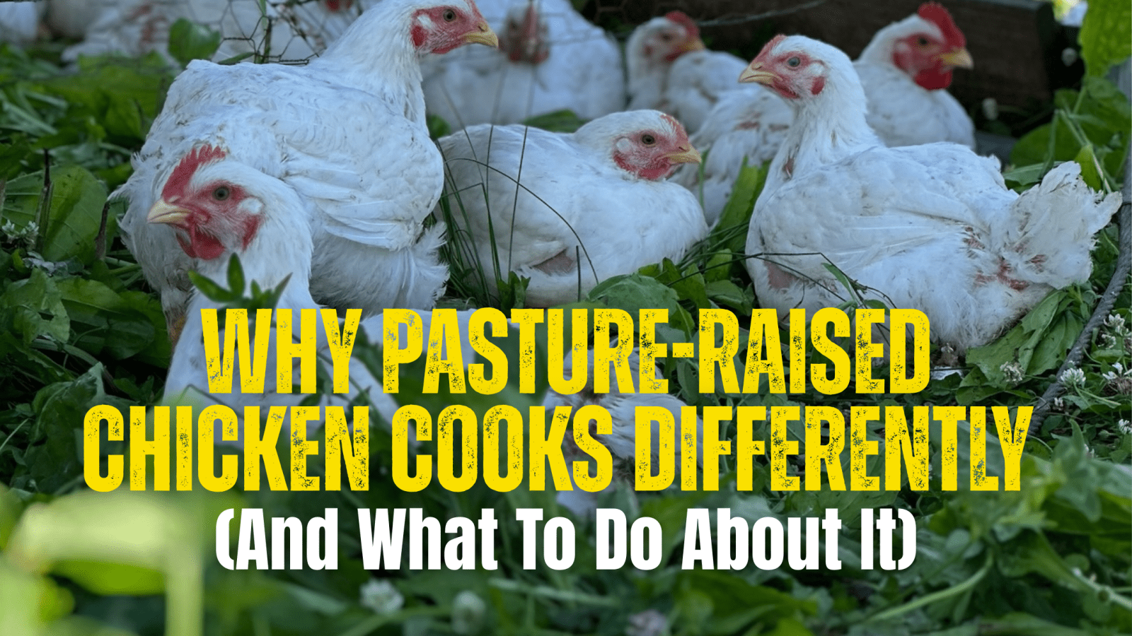 Why Pasture-Raised Chicken Cooks Differently (And What To Do About It) - Rebel Pastures