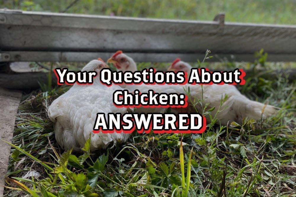 Your Questions About Chicken - ANSWERED – Rebel Pastures