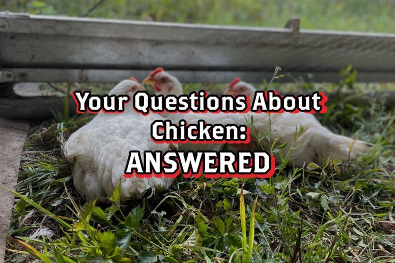 Your Questions About Chicken - ANSWERED - Rebel Pastures
