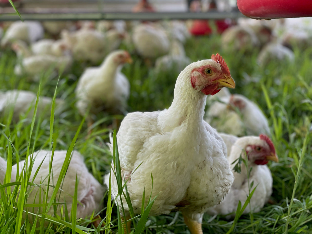 Pasture raised Non-GMO chicken in Rockford Michigan