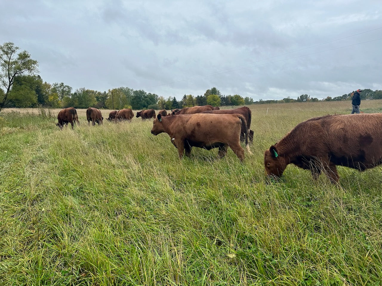 Grassfed cattle out on pasture