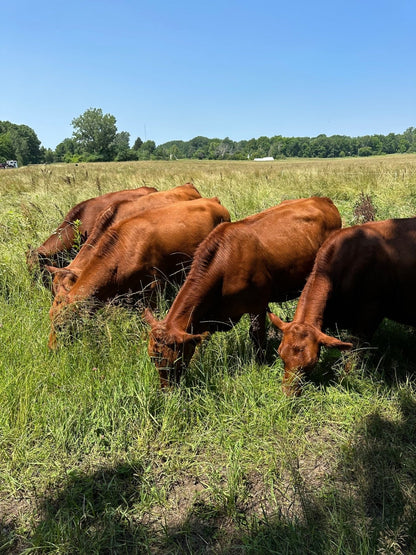 Family Day - Rebel Pastures