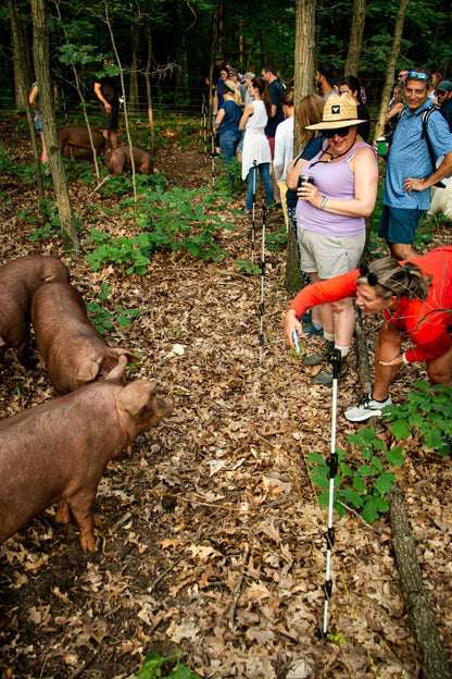 Wine Down Pasture Walk - Rebel Pastures