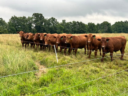 Wine Down Pasture Walk - Rebel Pastures